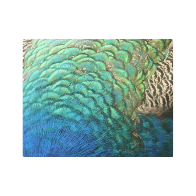 ピーコックフェザーIカラフル抽象芸術自然デザイン メタルプリント (正面)