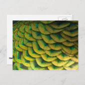 ピーコックフェザーIIカラフル自然 ポストカード (正面/裏面)