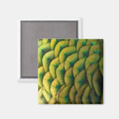 ピーコックフェザーIIカラフル自然 マグネット (正面/裏面)