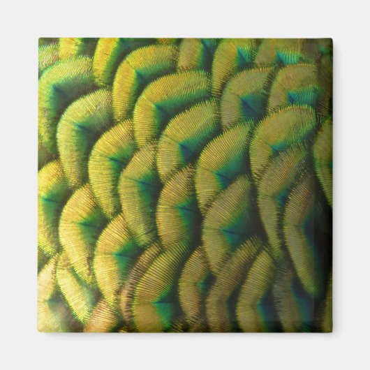 ピーコックフェザーIIカラフル自然 マグネット (正面)