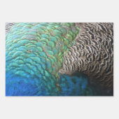 ピーコックフェザーIIカラフル自然 ラッピングペーパーシート (正面3)