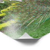 ピーコックフォトプリント フォトプリント            (角)