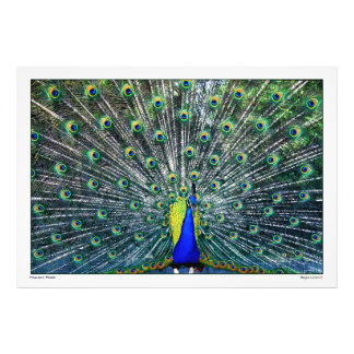 ピーコックプライド フォトプリント           