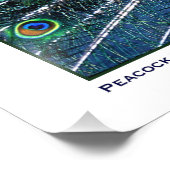 ピーコックプライド フォトプリント            (角)