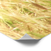 ピーコックプリント ポスター (角)