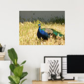 ピーコックプリント ポスター (ホームオフィス)