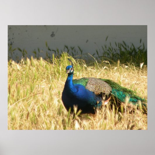 ピーコックプリント ポスター (正面)