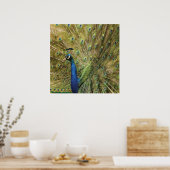 ピーコックプリント ポスター (キッチン)