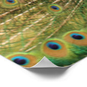 ピーコックプリント ポスター (角)