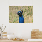 ピーコックプリント ポスター (キッチン)