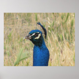 ピーコックプリント ポスター
