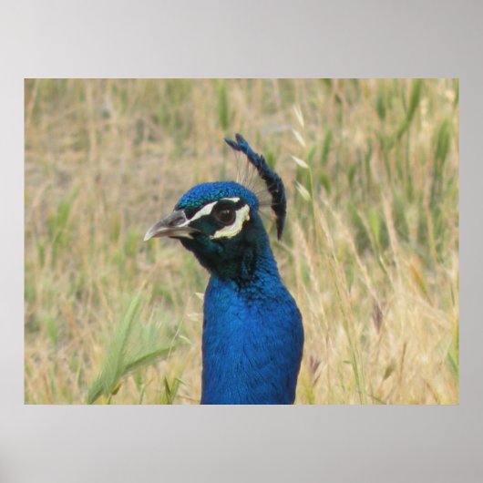 ピーコックプリント ポスター (正面)