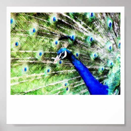 ピーコックプリント ポスター (正面)