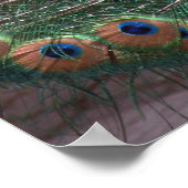 ピーコックプリント ポスター (角)