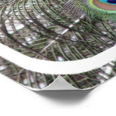 ピーコックポスタープリント ポスター (角)