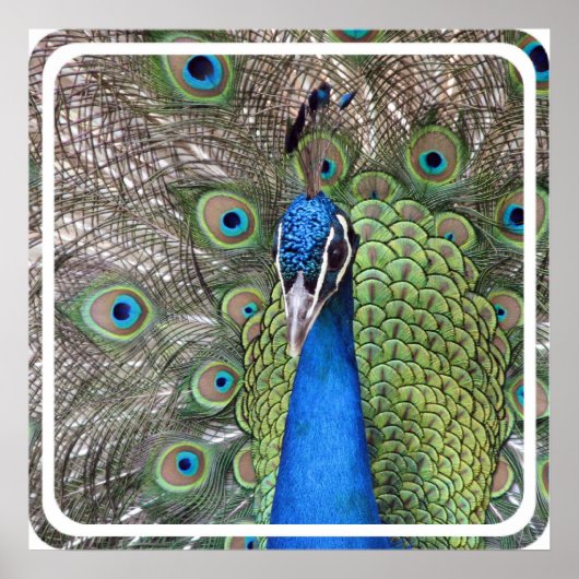 ピーコックポスタープリント ポスター (正面)