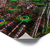 ピーコックポスタープリント ポスター (角)