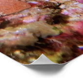 ピーコックマンチスエビ – ギリス ポスター (角)