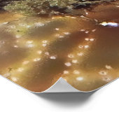 ピーコックマンチスエビ ポスター (角)