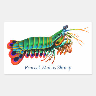 ピーコックマンティスエビリーフ生物シール 長方形シール