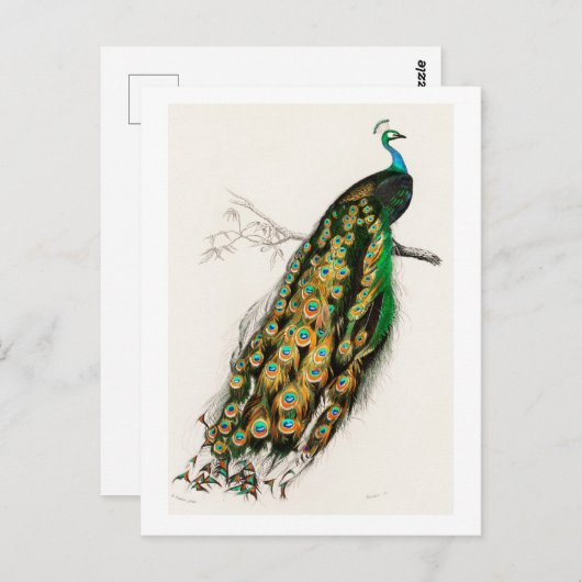 ピーコックヴィンテージアートイラストレーション ポストカード (正面/裏面)