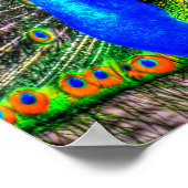 ピーコック写真 ポスター (角)