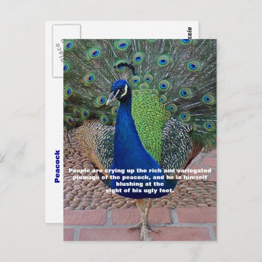 ピーコック引用文はがき ポストカード (正面/裏面)
