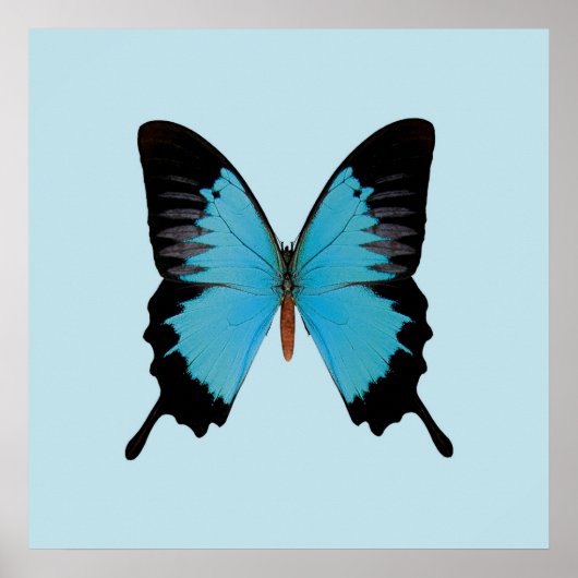 ピーコック王室の ポスター (正面)