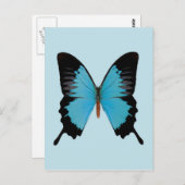 ピーコック王室の ポストカード (正面/裏面)