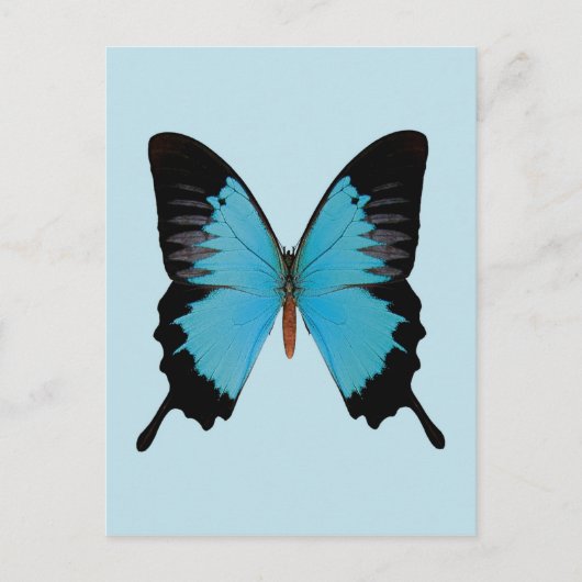 ピーコック王室の ポストカード (正面)