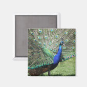 ピーコック磁石 マグネット (正面/裏面)