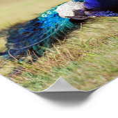 ピーコック自然 ポスター (角)