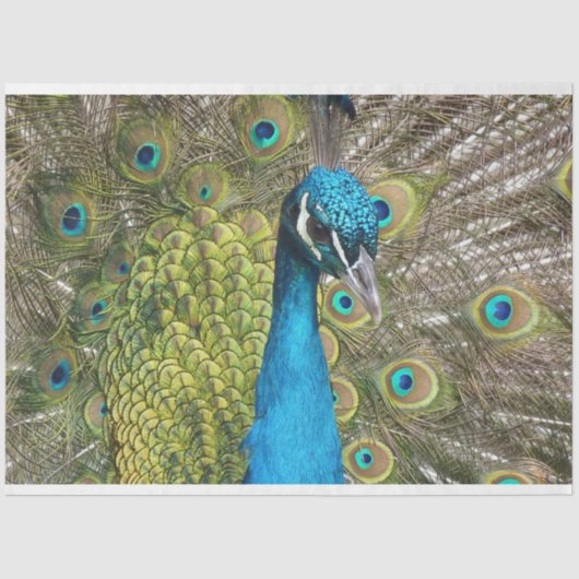 ピーコック1ウォールアートデコページティッシュペーパー 薄葉紙 (正面)