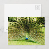 ピーコック ディスプレイ カラー ポストカード (正面/裏面)