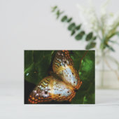 ピーコック・バタフライ・ポストカード ポストカード (スタンド正面)