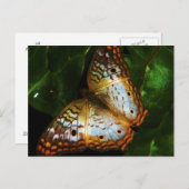 ピーコック・バタフライ・ポストカード ポストカード (正面/裏面)