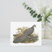 ピーコック・フェザント ポストカード (スタンド正面)