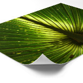 "ピーコック" ポスター (角)