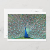 ピーコック ポストカード (正面/裏面)