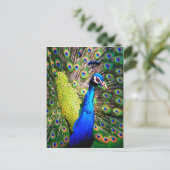 ピーコック、ラブ_ ポストカード (スタンド正面)