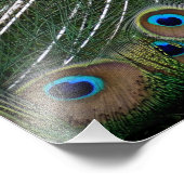 ピーコッ威厳のあるク フォトプリント            (角)