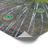 ピーコッ素晴らしク ポスター (角)