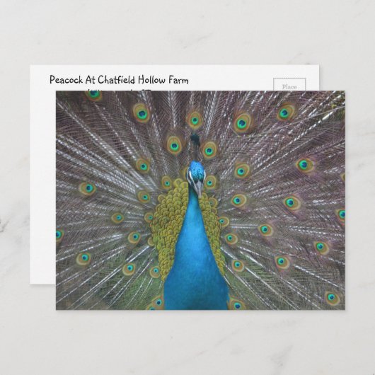ピーコッ素晴らしク ポストカード (正面/裏面)