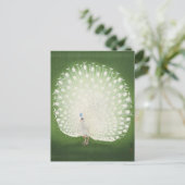 ピーコッ絵を描クのby大原小村はがき ポストカード (スタンド正面)