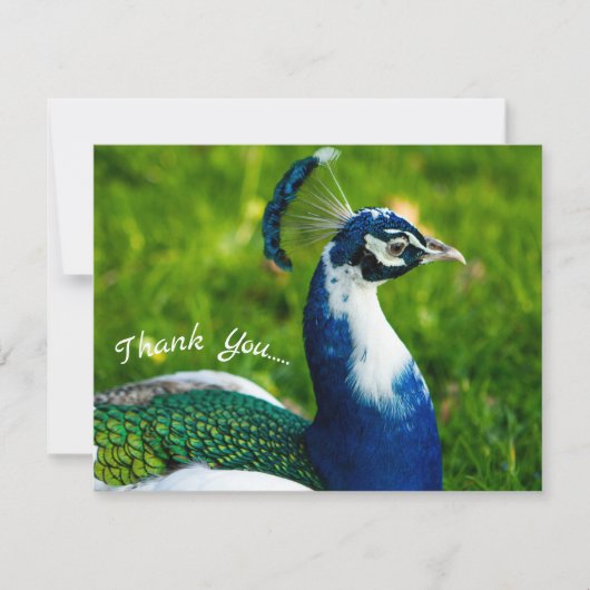 ピーコファンキーックフラットサンキューカード サンキューカード (正面)