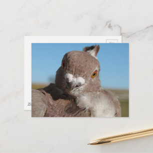 ピージョンという名前の鳩 ポストカード