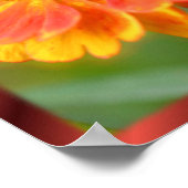 ピースイン自然《植物》百日草の花感動的 ポスター (角)