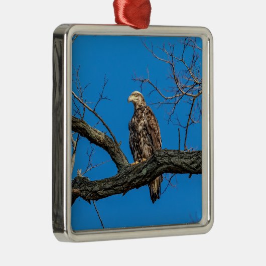 ピースキルの未熟なハゲのワシ、ニューヨーク メタルオーナメント (右)