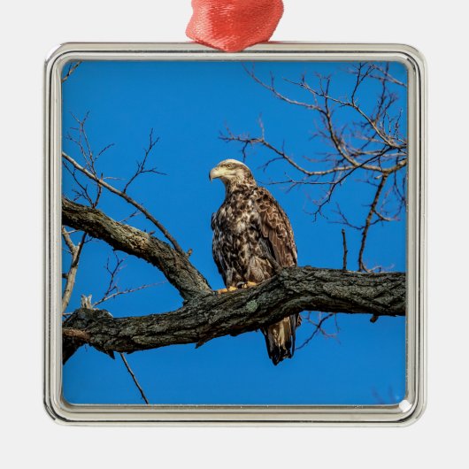 ピースキルの未熟なハゲのワシ、ニューヨーク メタルオーナメント (正面)