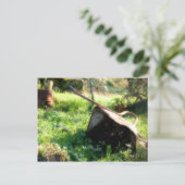 ピーター・ウサギは? ポストカード (スタンド正面)